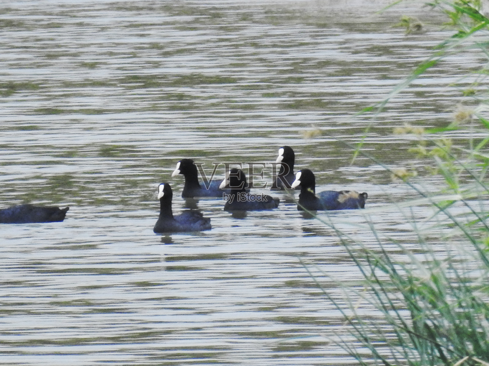 欧亚白骨顶群照片摄影图片
