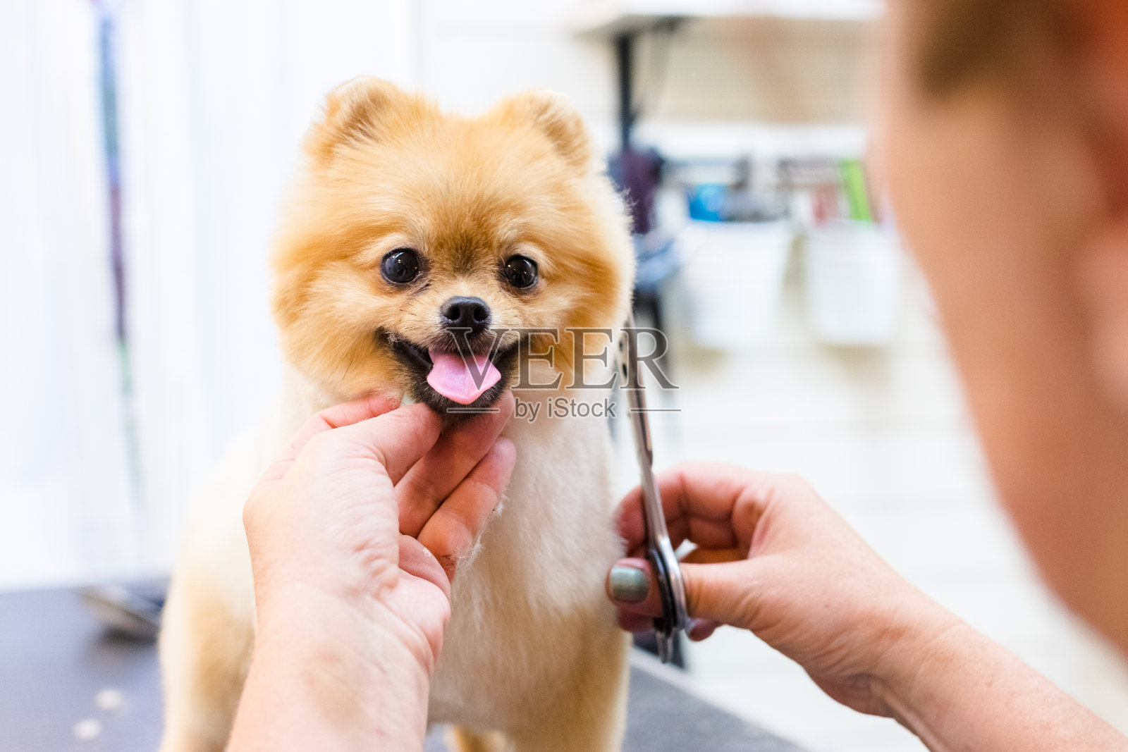 女美容师在室外的桌子上给博美犬理发。最后用剪刀剪狗毛的过程。沙龙的狗。照片摄影图片