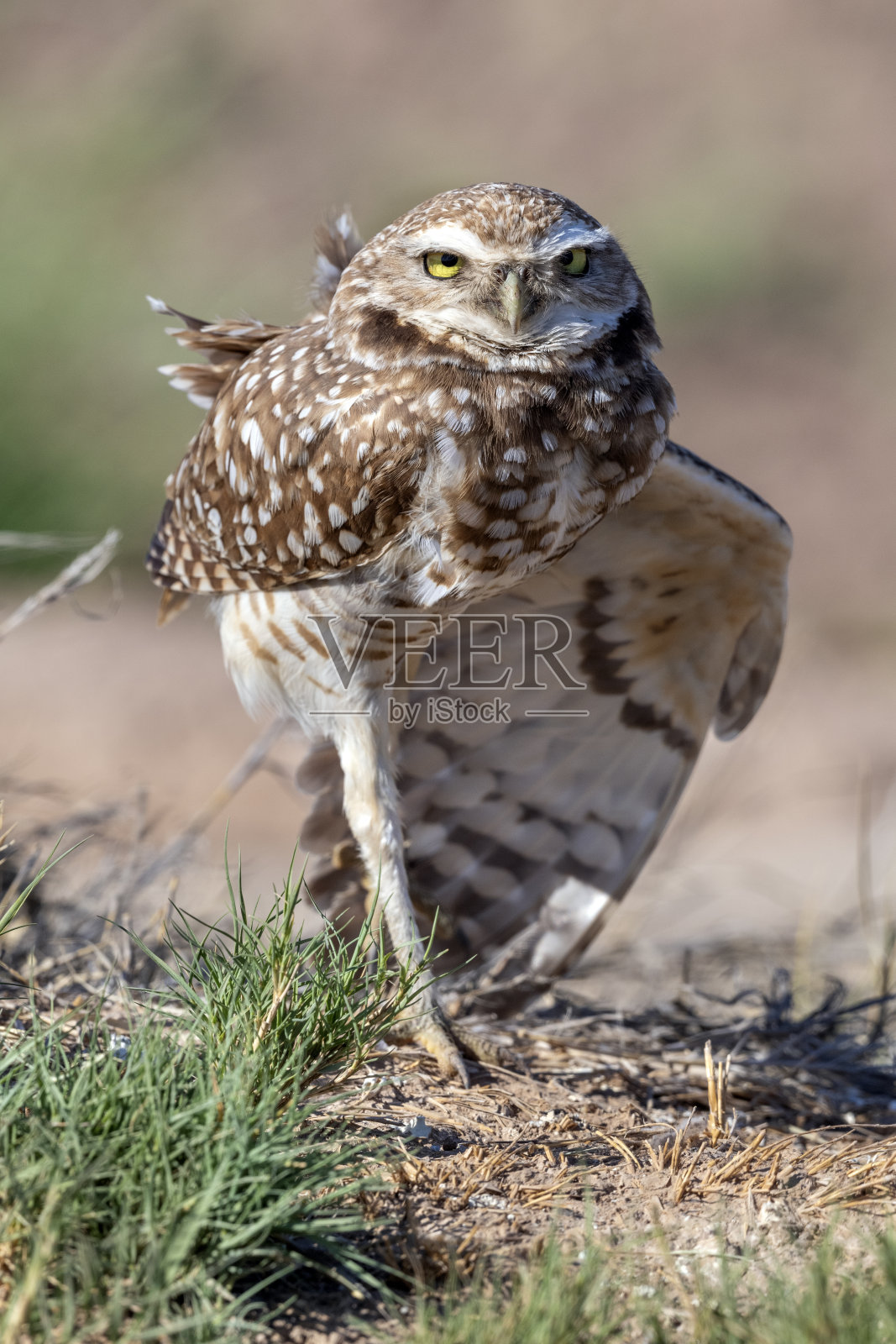 中间地带的穴居猫头鹰照片摄影图片