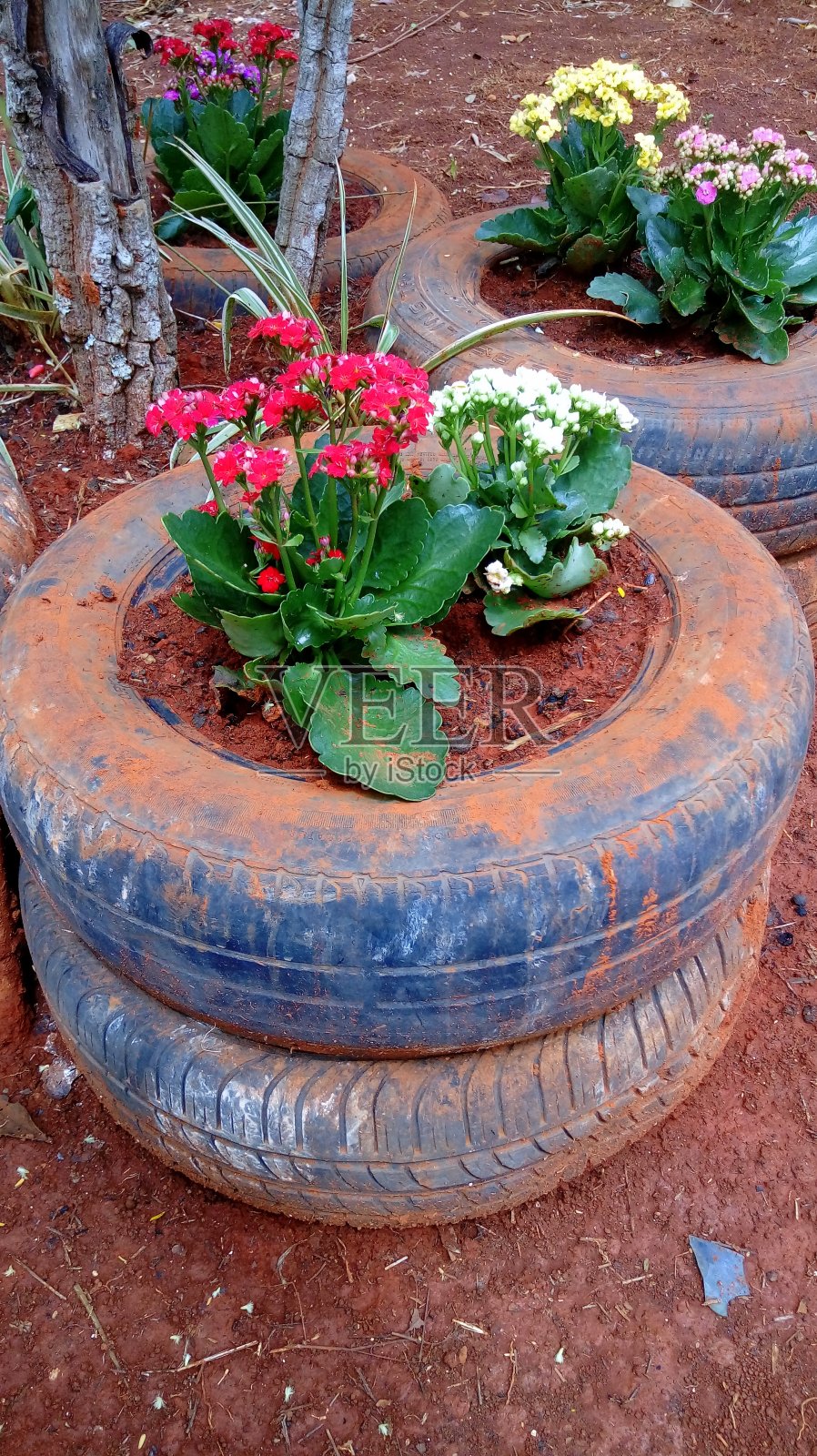 花园轮胎照片摄影图片