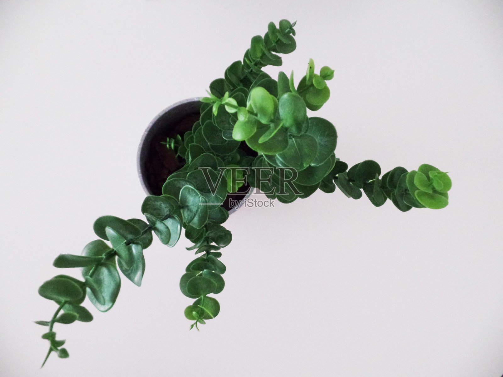 桌上有盆植物照片摄影图片