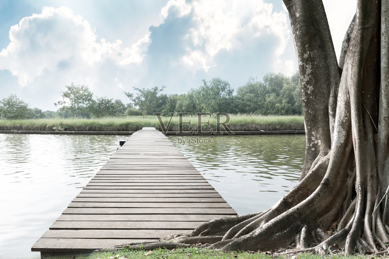 河上的木桥，树干和树根在自然森林背景的草绿色中伸展出美丽的大树，早晨的阳光是游客的度假目的地。照片摄影图片