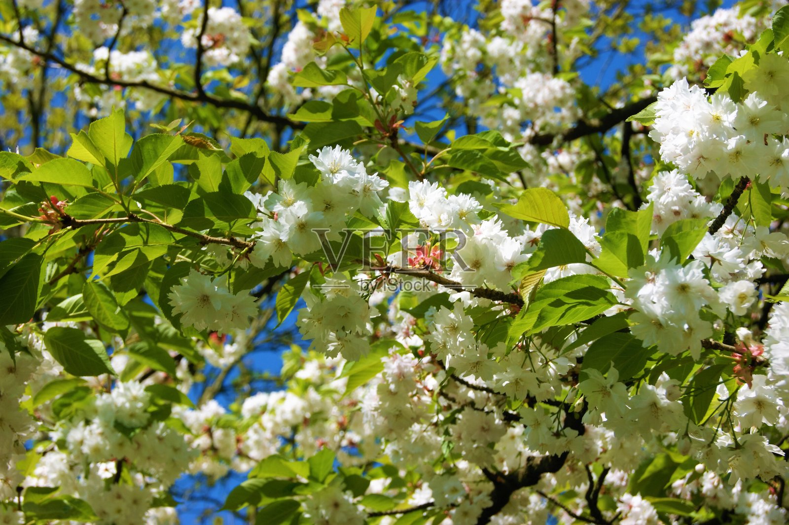 春天开花。照片摄影图片