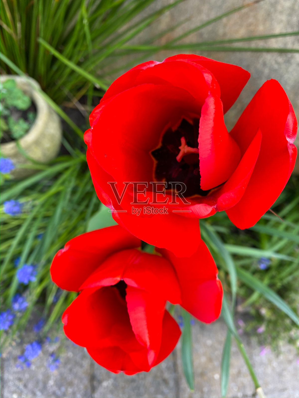 春天的红色郁金香照片摄影图片