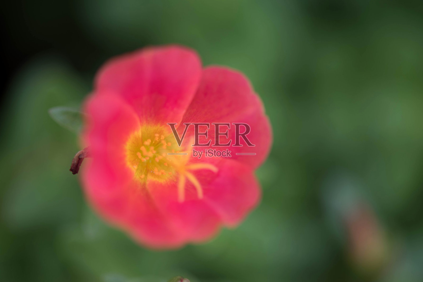 在花园里的花叫普通马齿苋，Verdolaga, Pigweed，小猪草，马齿苋，太阳植物或Pusley。马齿苋正在花园里开花照片摄影图片