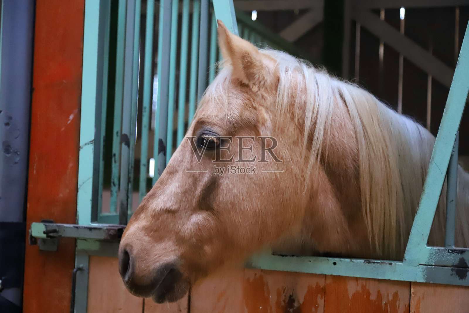 在鸟笼里的马厩里骑着学校的马照片摄影图片