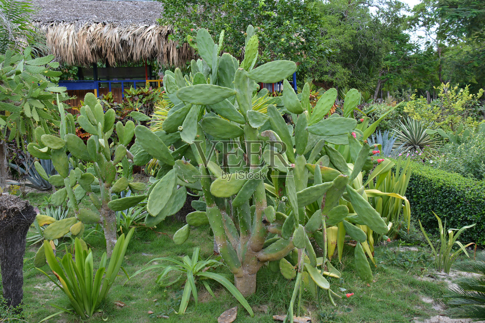 花园里有几株肉质植物和仙人掌照片摄影图片