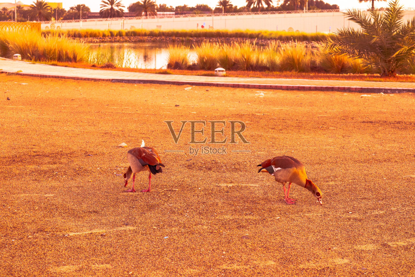 迪拜沙漠野鸭鸟类，阿拉伯联合酋长国照片摄影图片