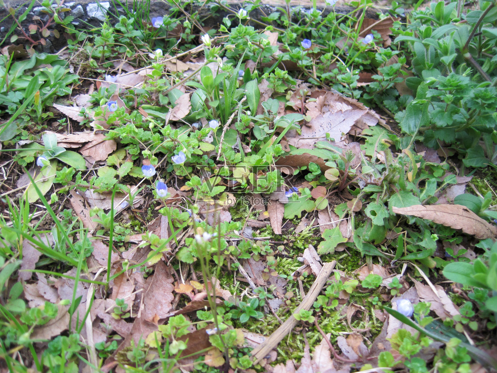 田间植物的高角度观察照片摄影图片