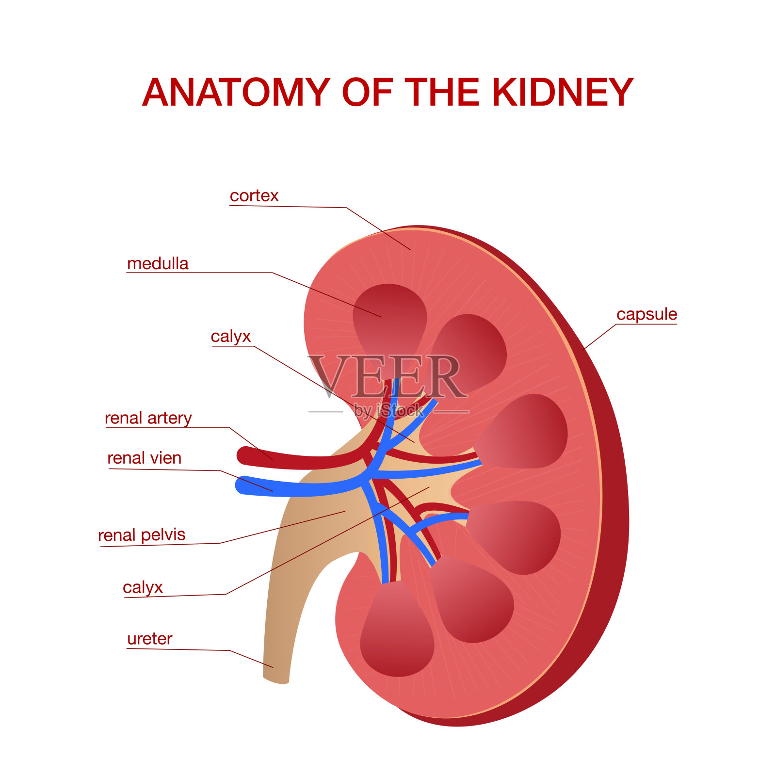 人体肾脏医学图解与内脏器官横切面插画图片素材