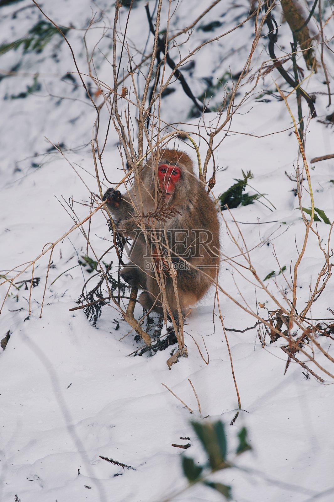 日本雪猴肖像特写照片摄影图片
