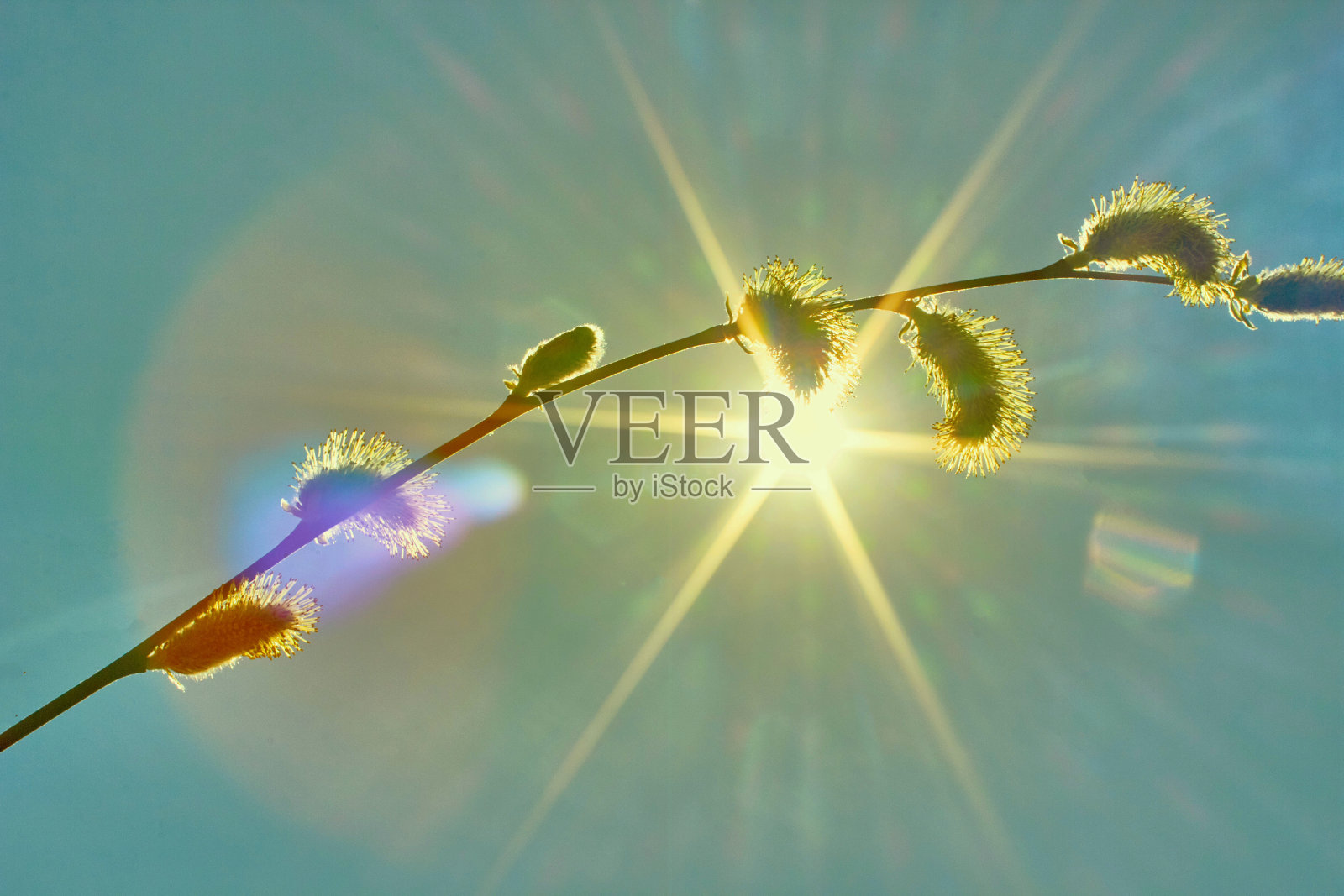 春天天气晴朗的一天。阳光下盛开的柳枝。春天的天空是蓝色的，树上长出了嫩芽。照片摄影图片