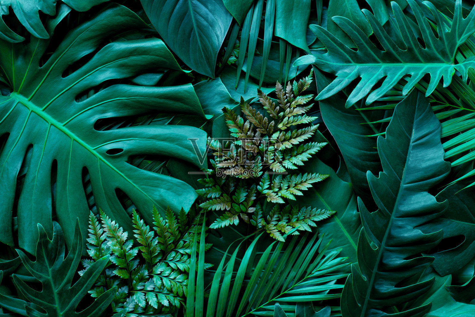 绿色龟背竹叶和棕榈背景的特写自然景观照片摄影图片
