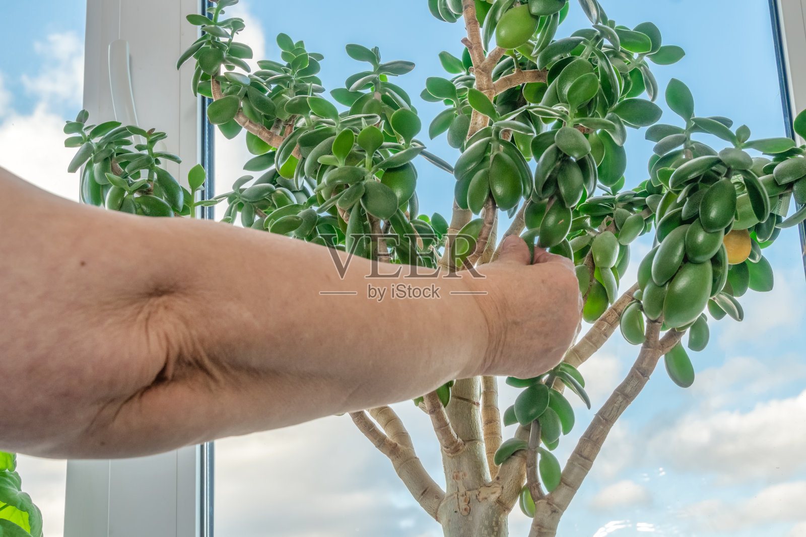 一位老年妇女照顾一棵家庭植物钱树(克拉苏拉)窗台上的蓝色天空与云彩照片摄影图片