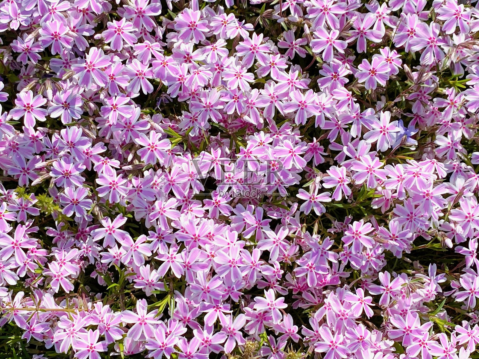 苔藓夹竹桃照片摄影图片