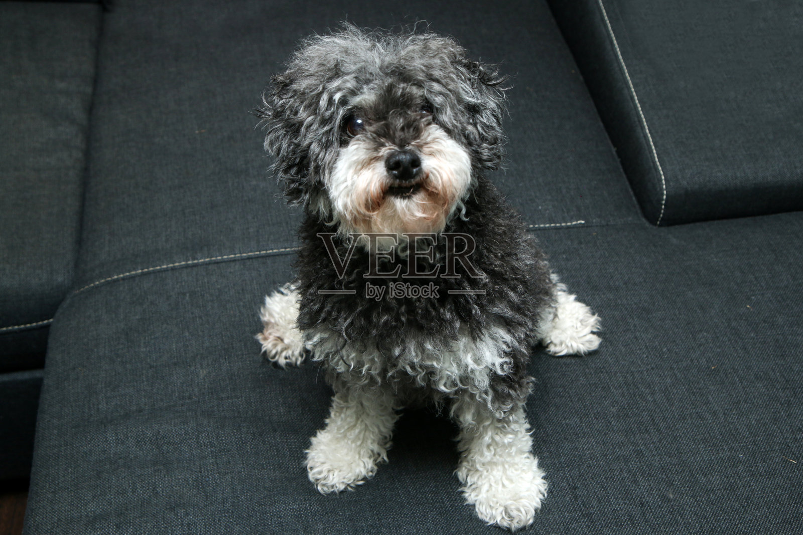 可爱的卷毛狗的画像。它是狮子狗和狮子狗的杂交品种。照片摄影图片