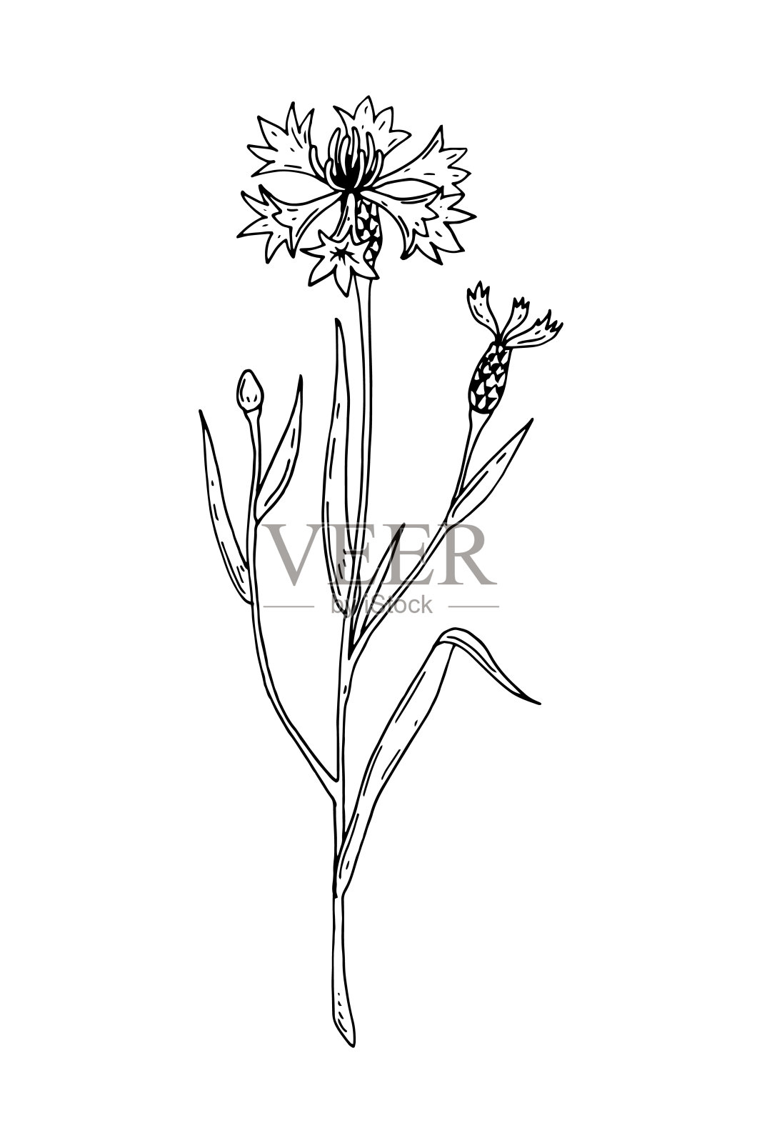 手绘矢量插图的矢车菊孤立在白色。草甸植物素描插画图片素材