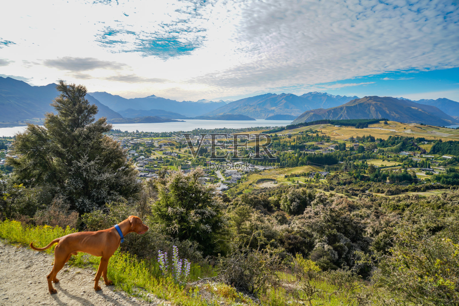 铁山步道瓦纳卡，奥塔哥，新西兰照片摄影图片