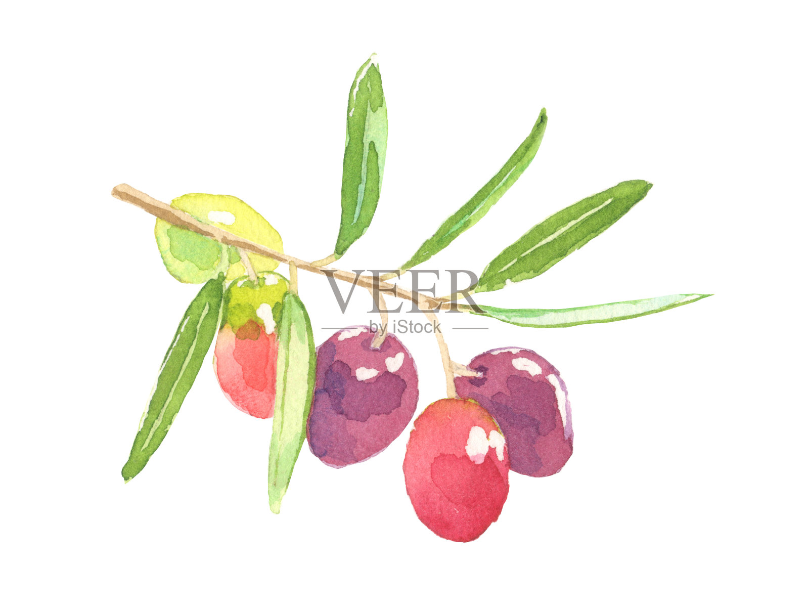橄榄。水彩画在白色的背景插画图片素材