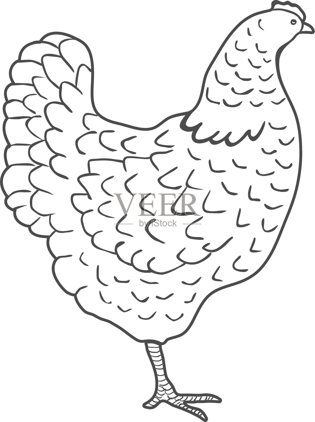 手绘鸡孤立在白色背景设计元素图片