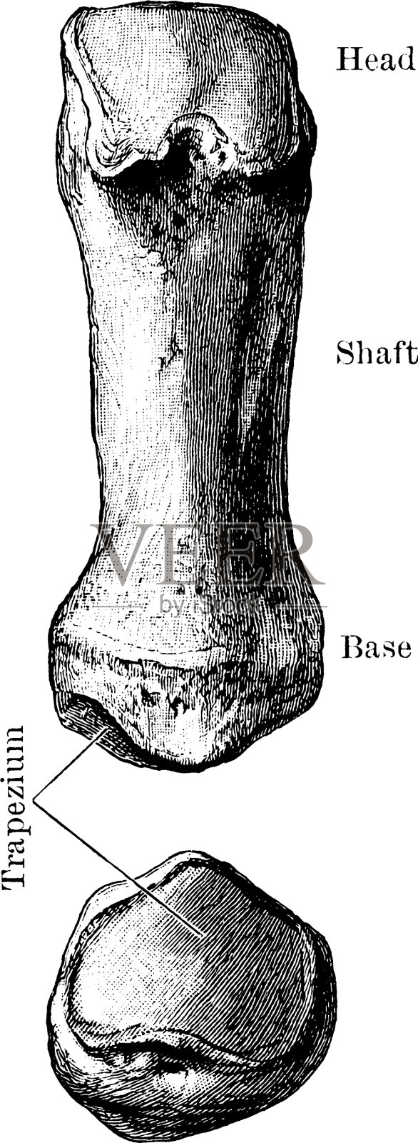 第一个掌骨古董插画图片素材