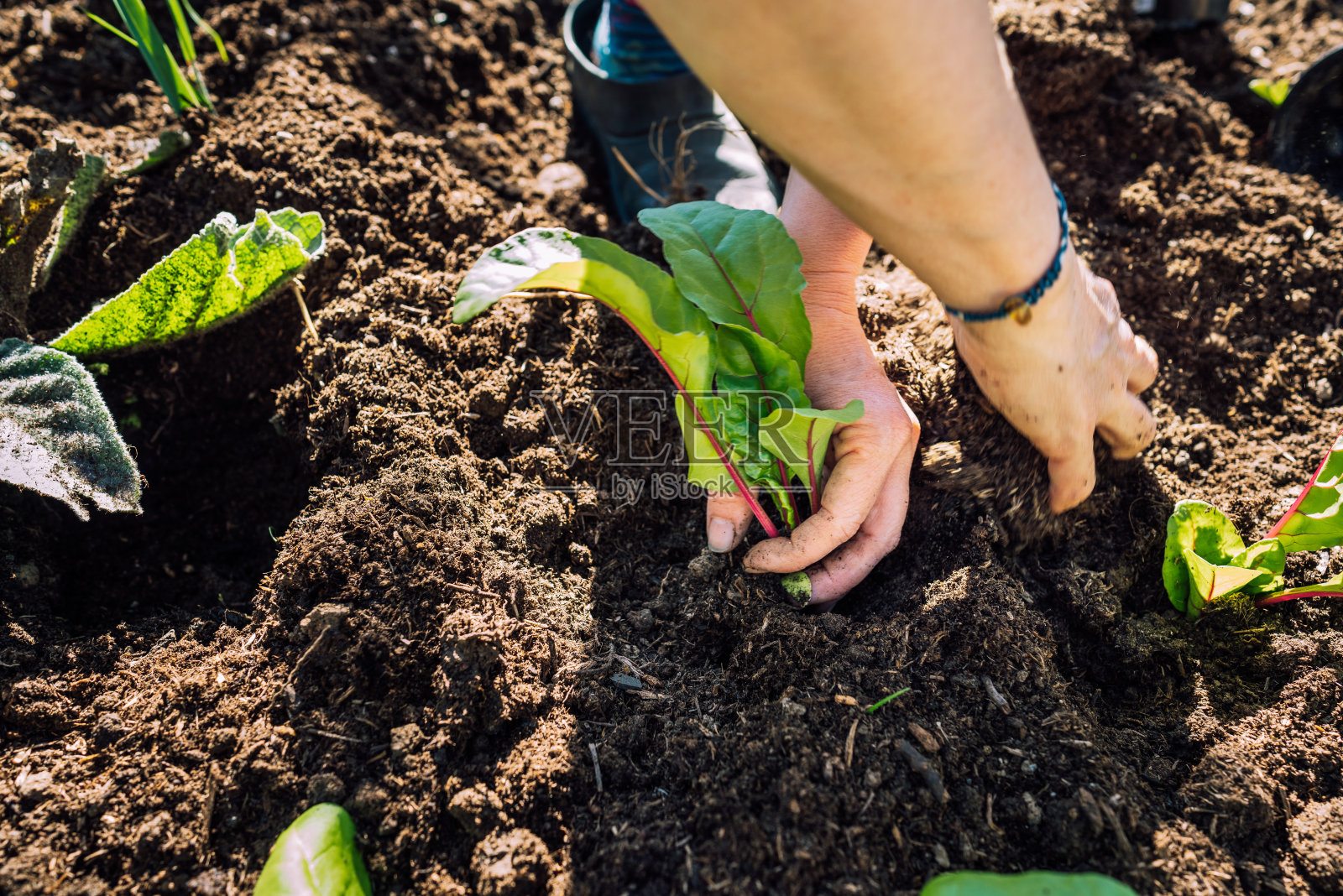 年轻女子在花园里种幼苗照片摄影图片