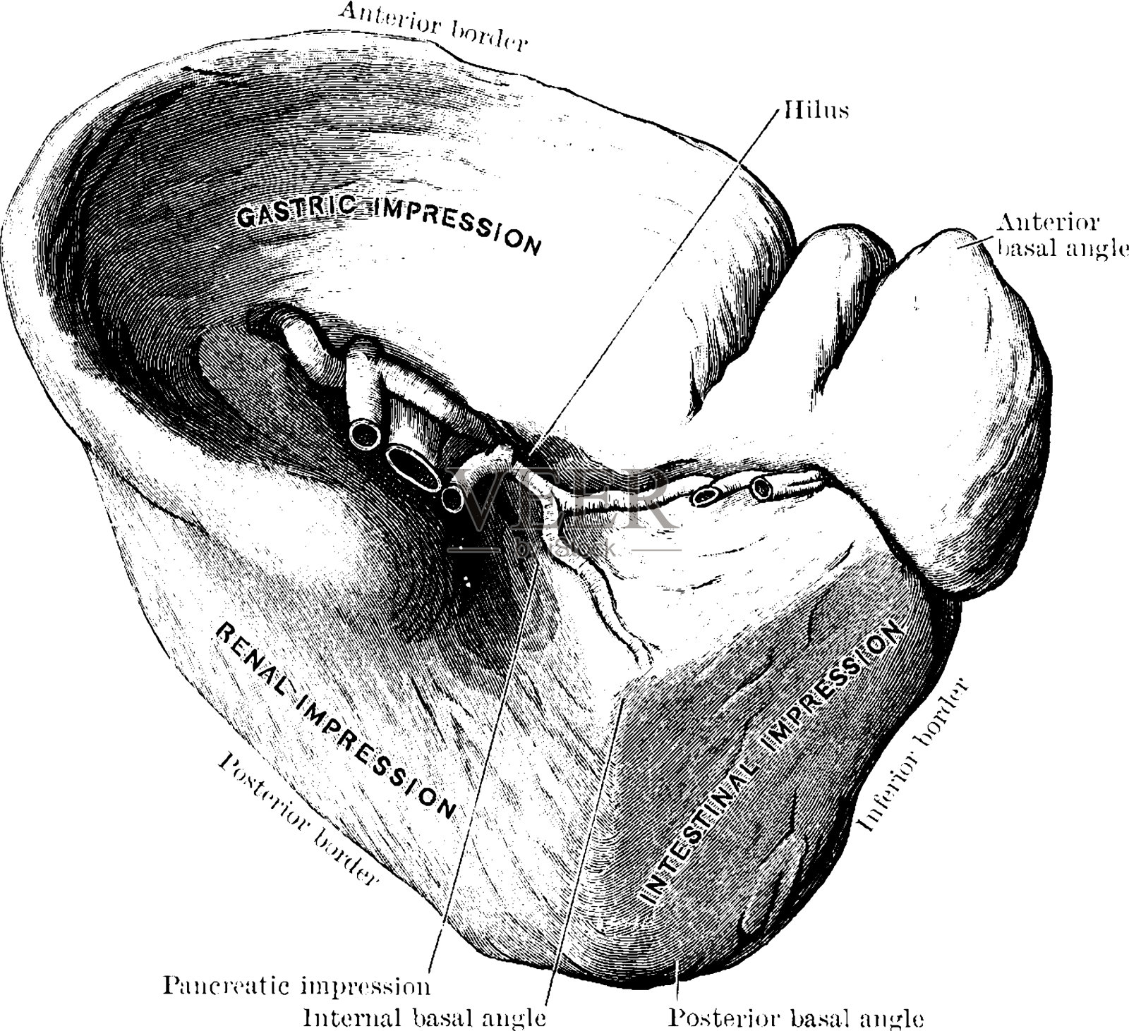 脾的插画图片素材