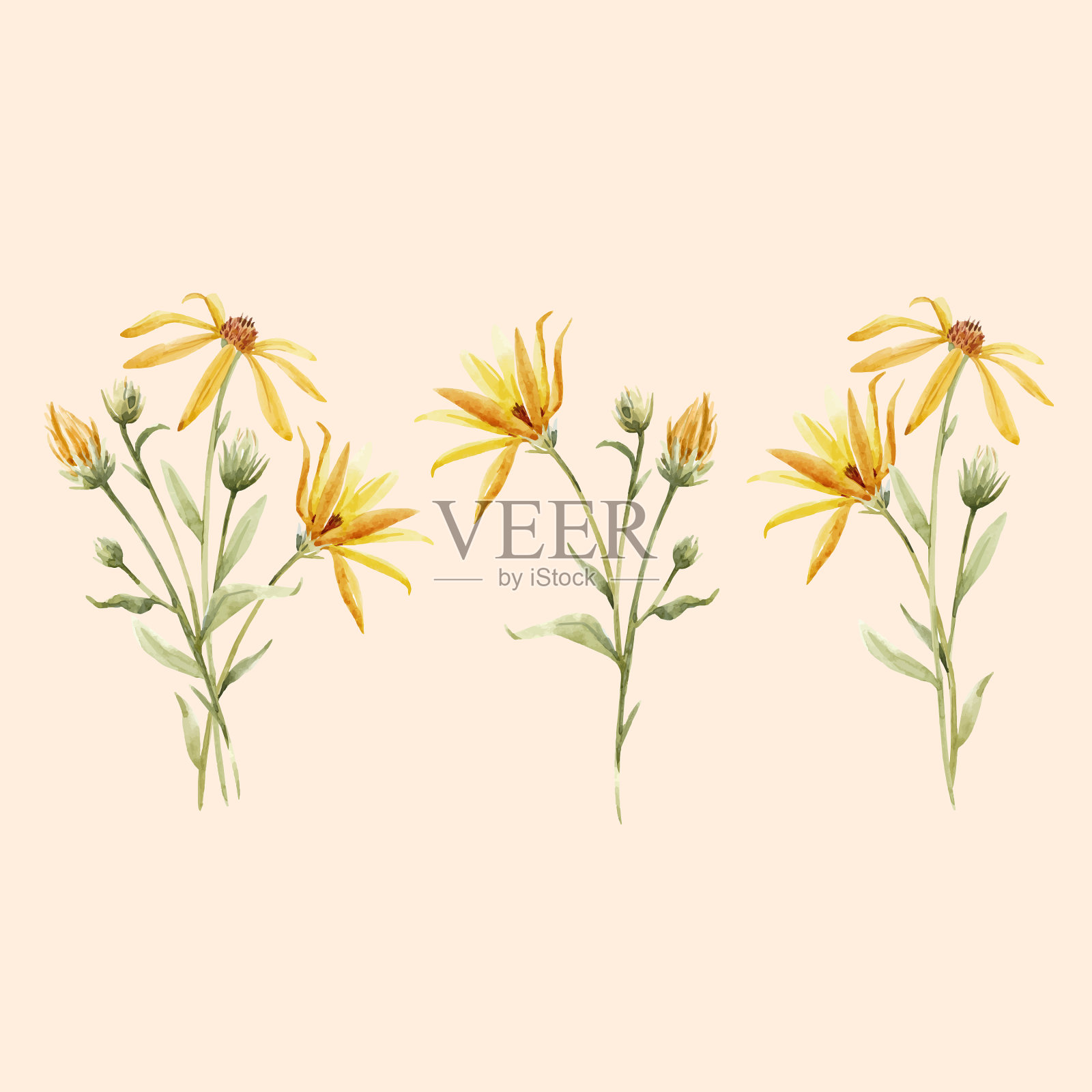 水彩topinambur插画图片素材