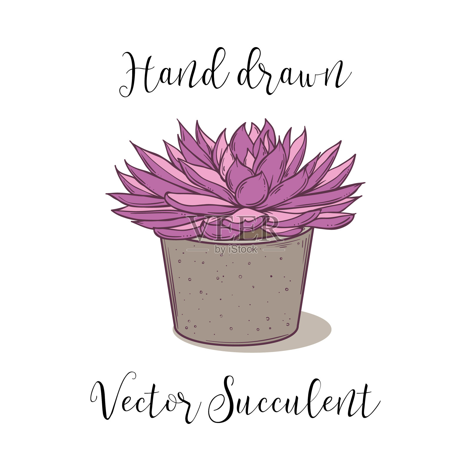 彩色多肉植物在一个混凝土花盆插画图片素材