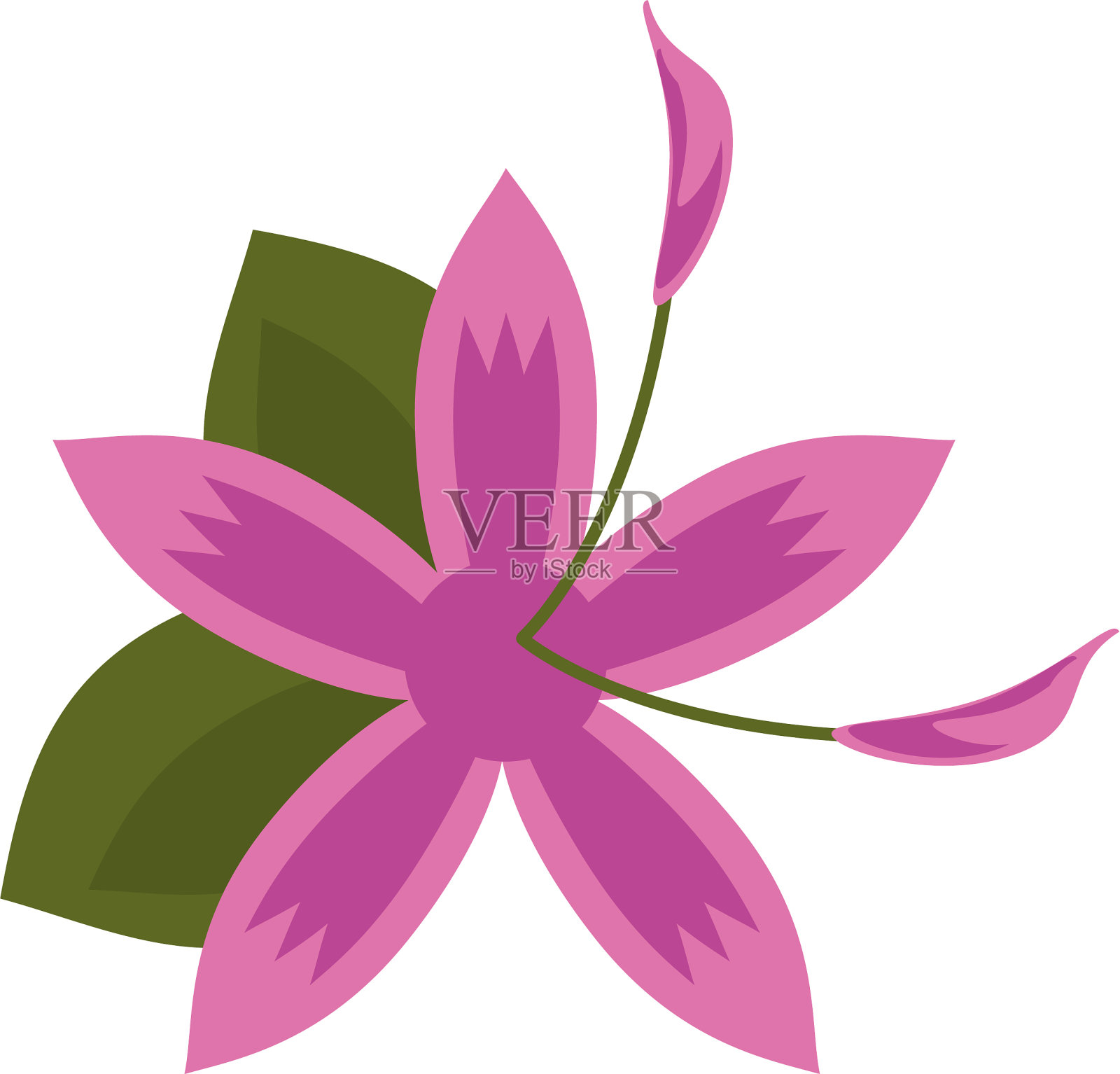 花黄花菜美丽的植物插画图片素材