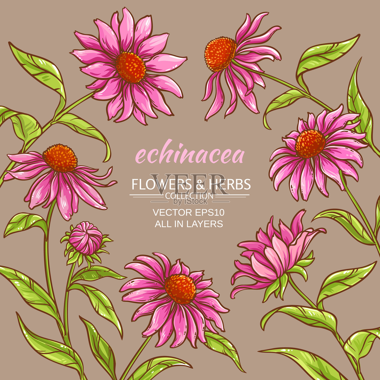 紫锥菊紫竹框架插画图片素材