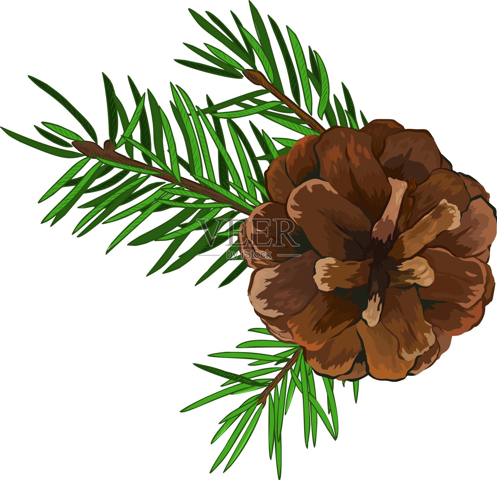 在白色上孤立有球果的冷杉树枝设计元素图片