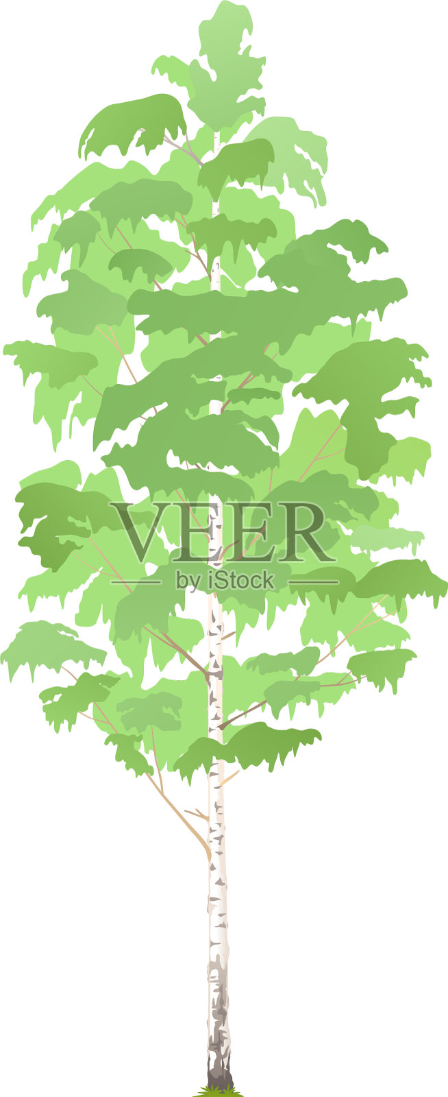 一棵孤立的桦树设计元素图片