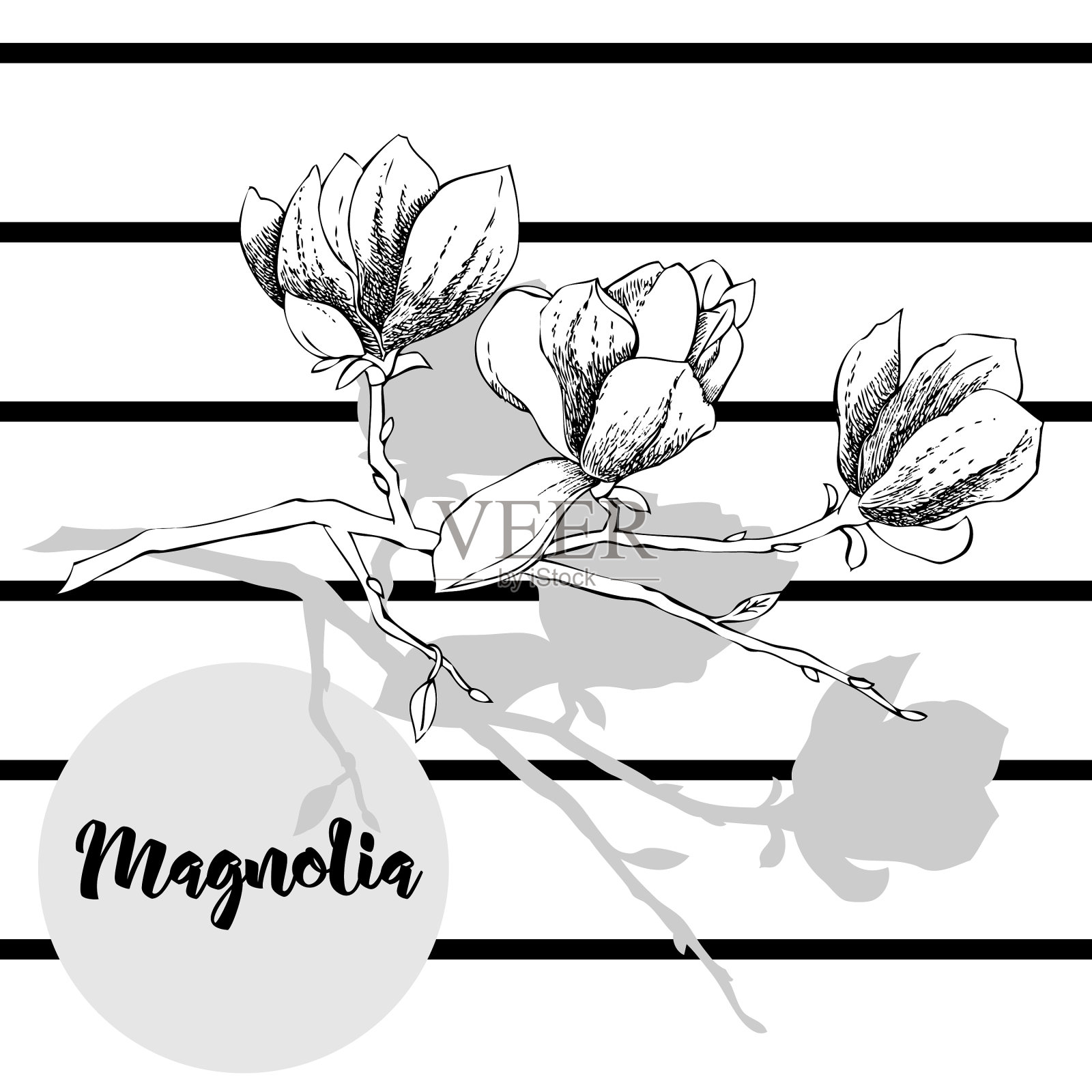 木兰春花插画图片素材