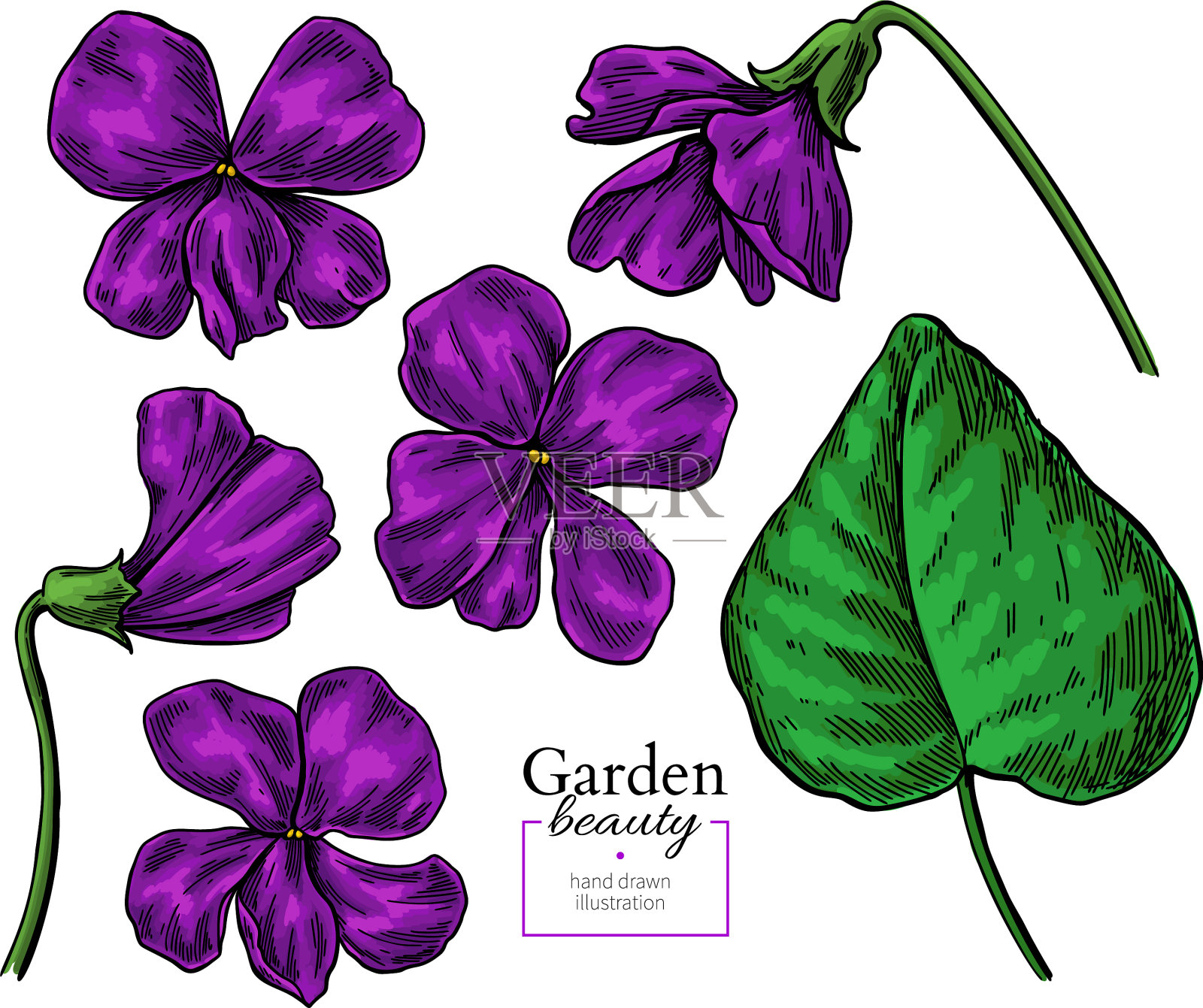 紫罗兰花手绘花设计元素图片