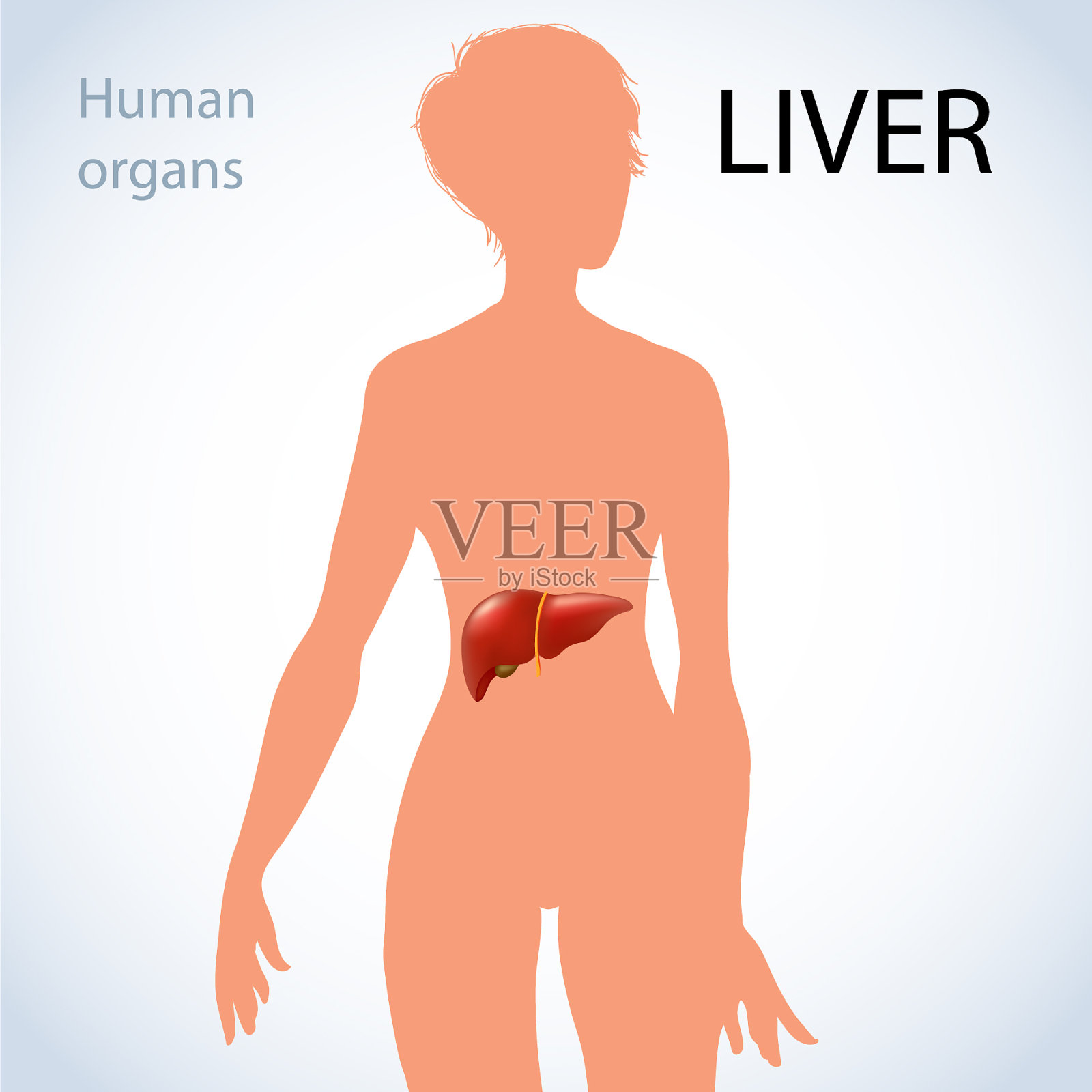 肝脏在女性体内的位置插画图片素材