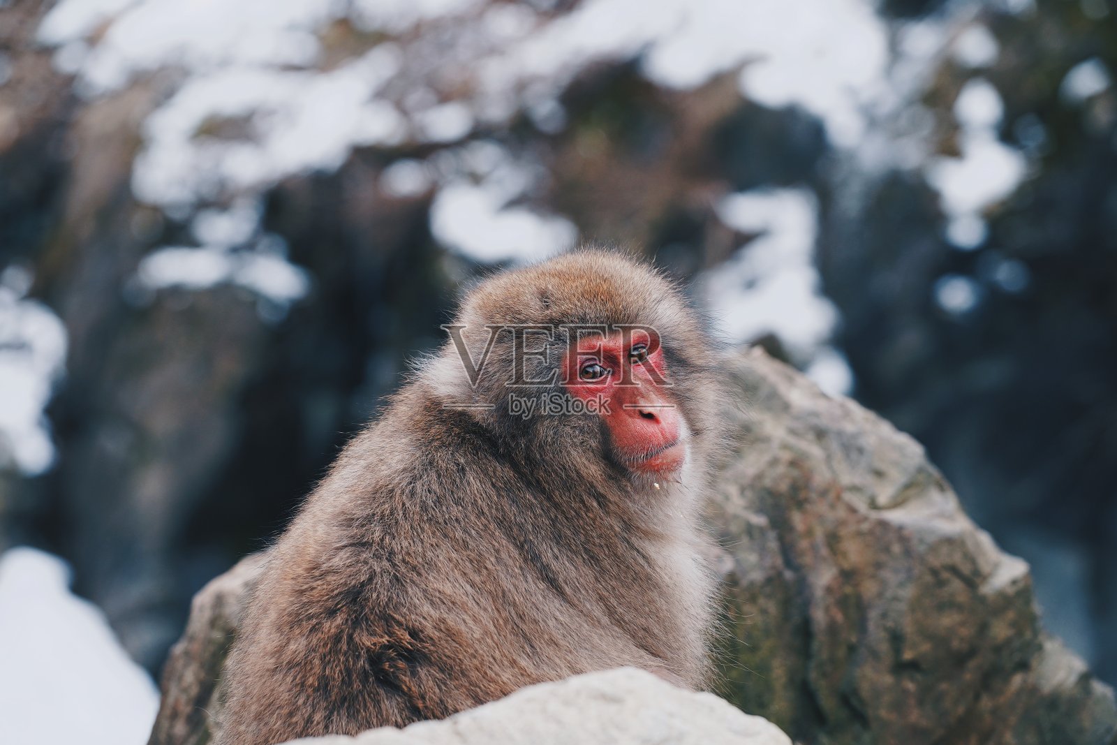 日本雪猴肖像特写照片摄影图片