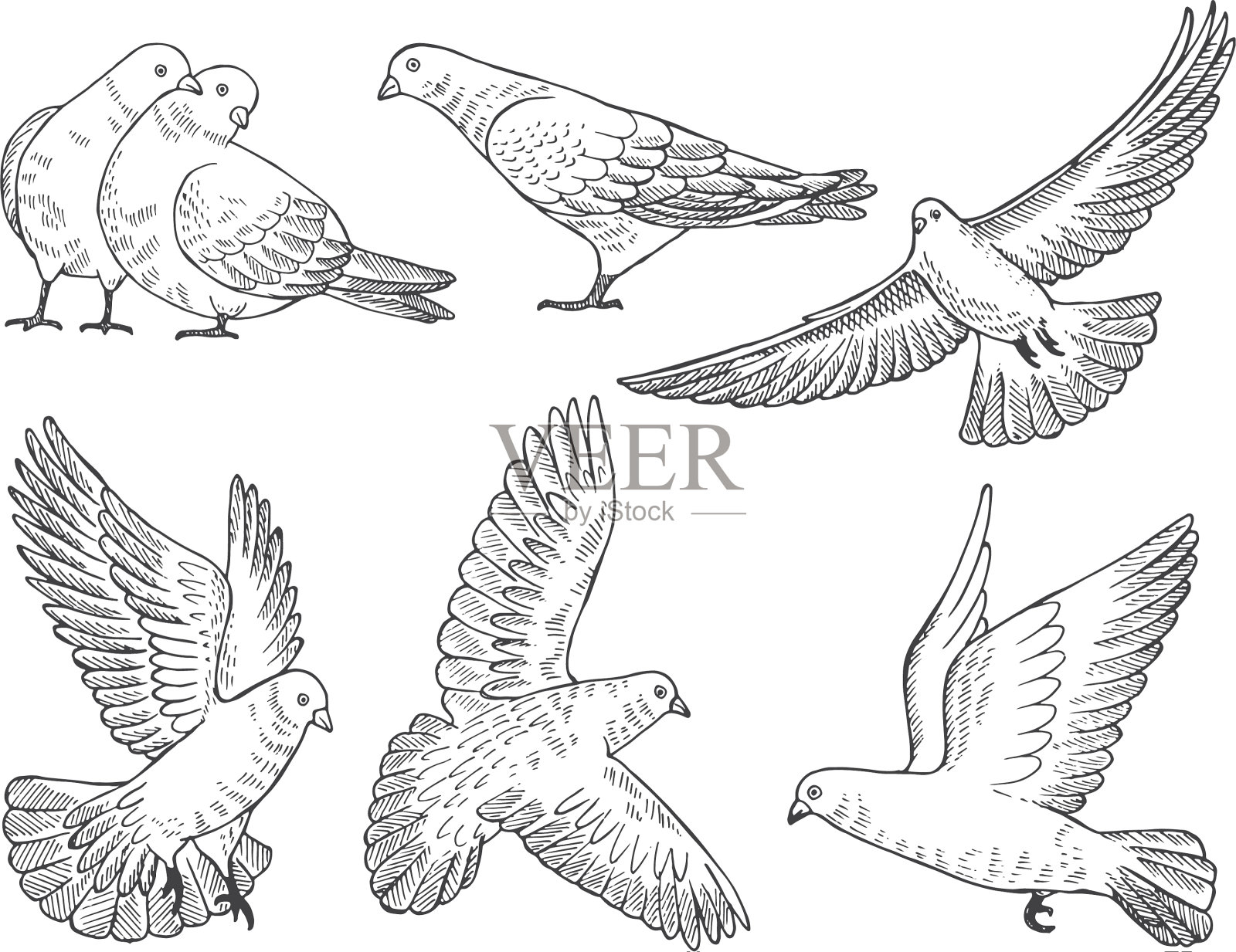 手画的鸽子在不同的姿势设计元素图片