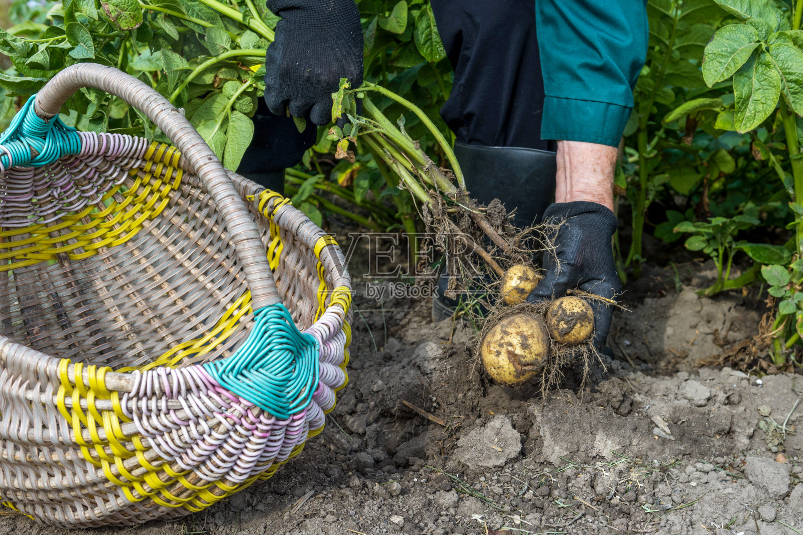 工人在地里挖土豆，土豆丰收了照片摄影图片