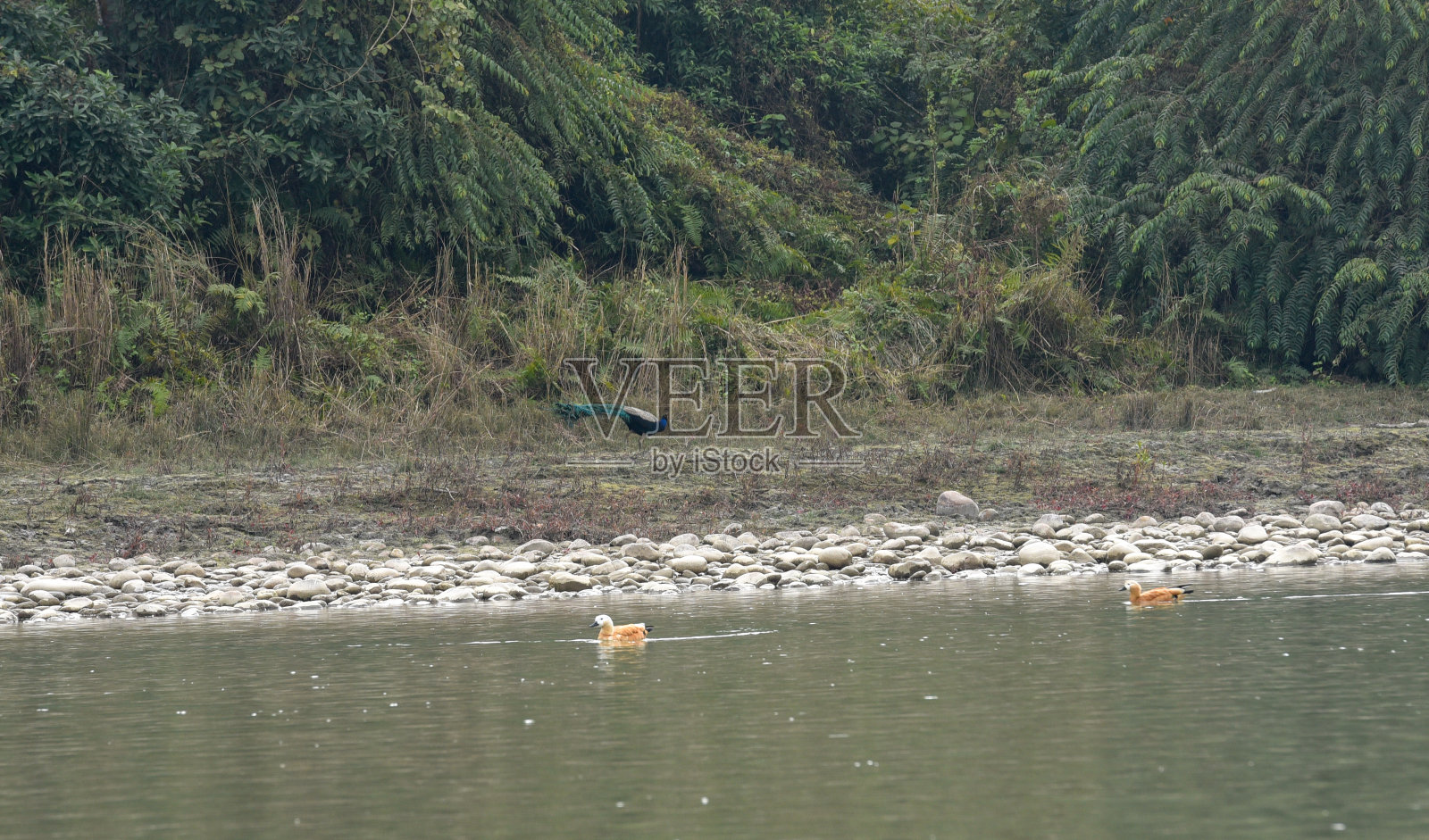 Ruddy Shelduck在尼泊尔奇旺国家公园报道照片摄影图片