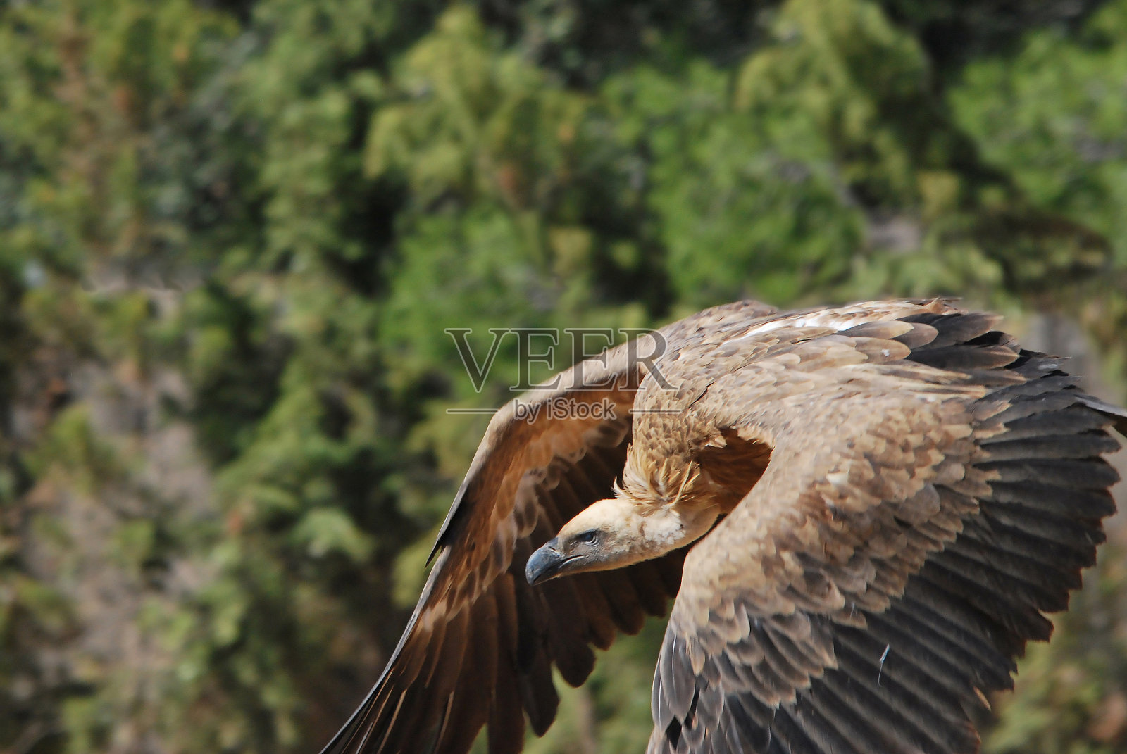 秃鹰´s起飞照片摄影图片