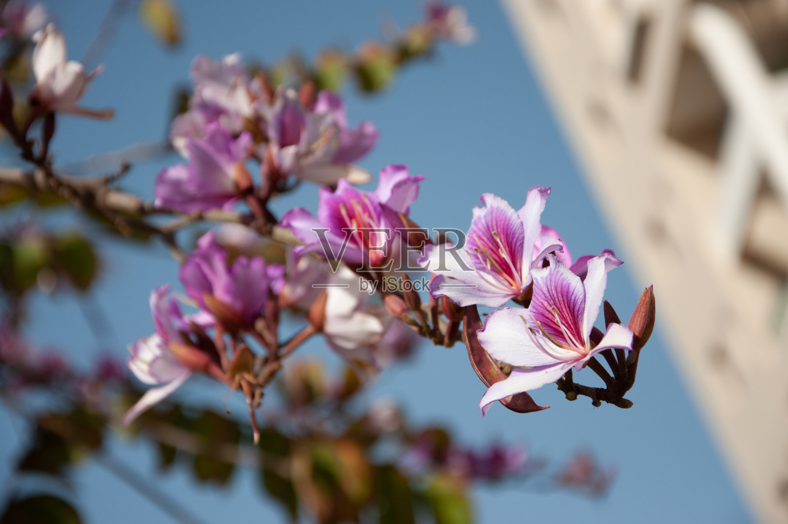 房地产：新建筑背景上的鲜花照片摄影图片