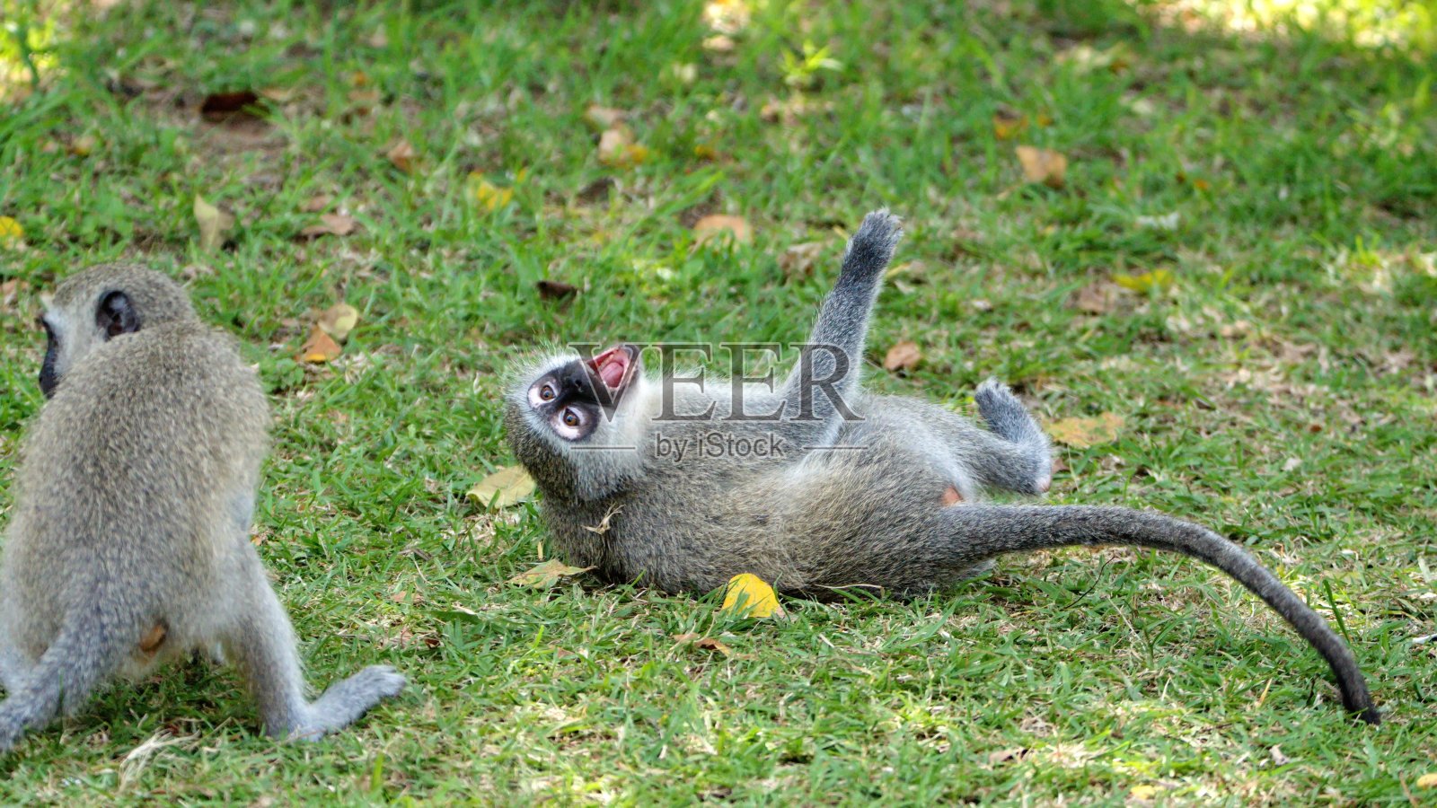 长尾黑颚猴猴玩照片摄影图片