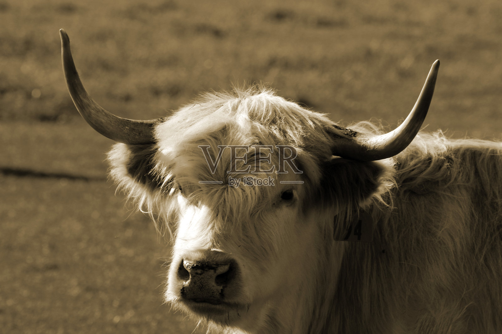 苏格兰高地奶牛在田野中以深褐色的色调照片摄影图片