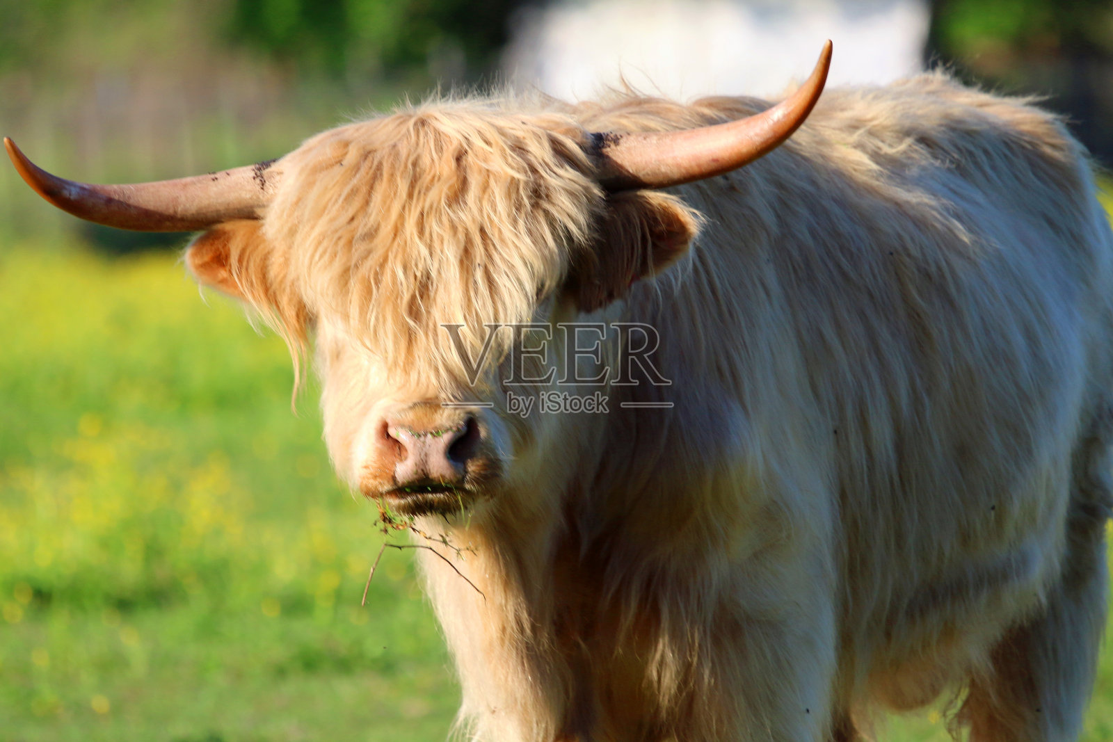 田野中的苏格兰高地奶牛照片摄影图片