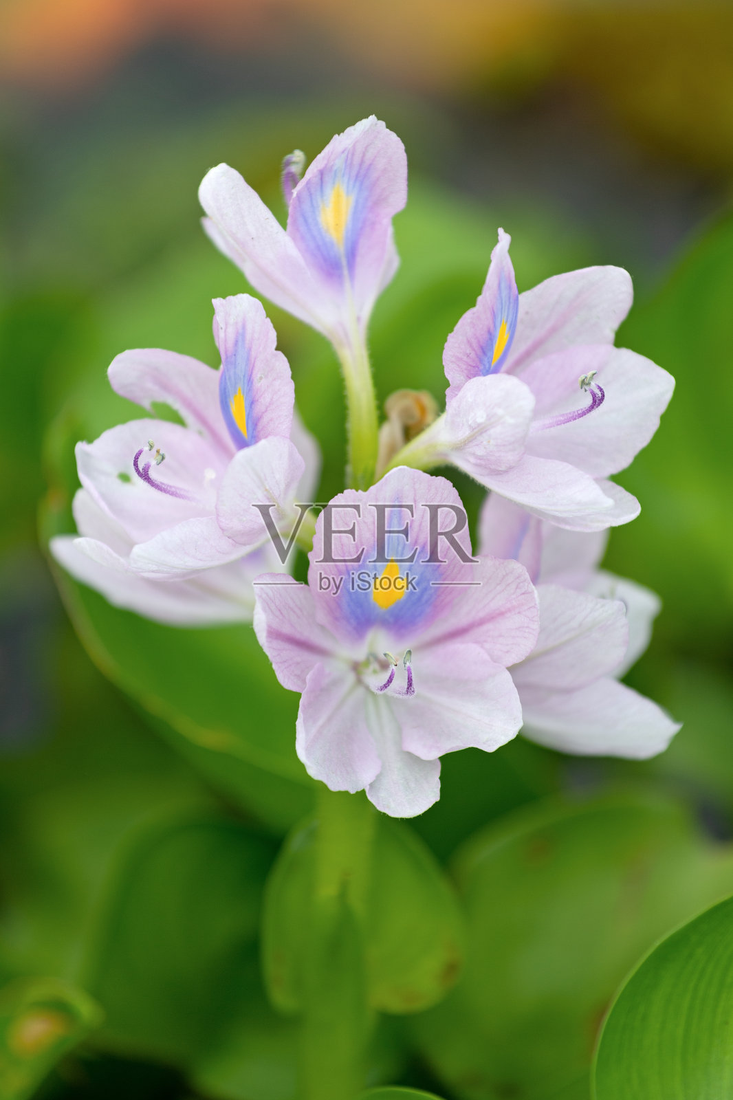 近距离观察大自然中的紫色风信子花。照片摄影图片