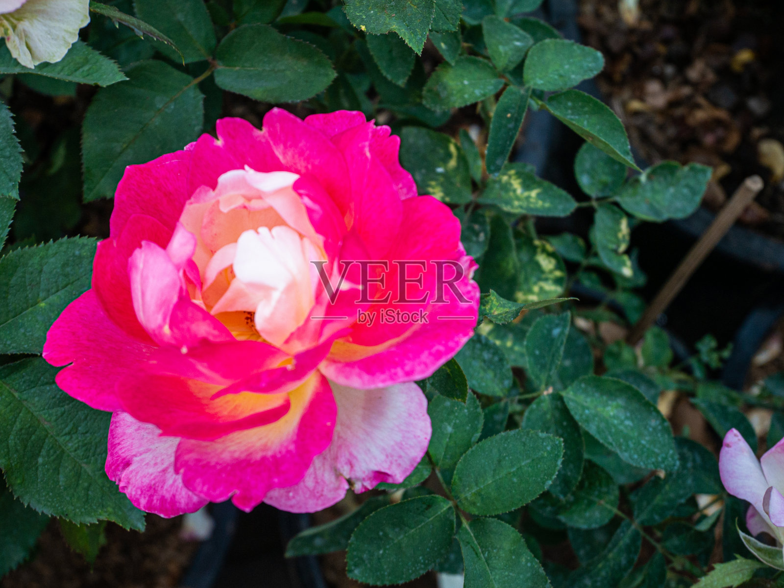 玫瑰花在花园里盛开得非常美丽照片摄影图片