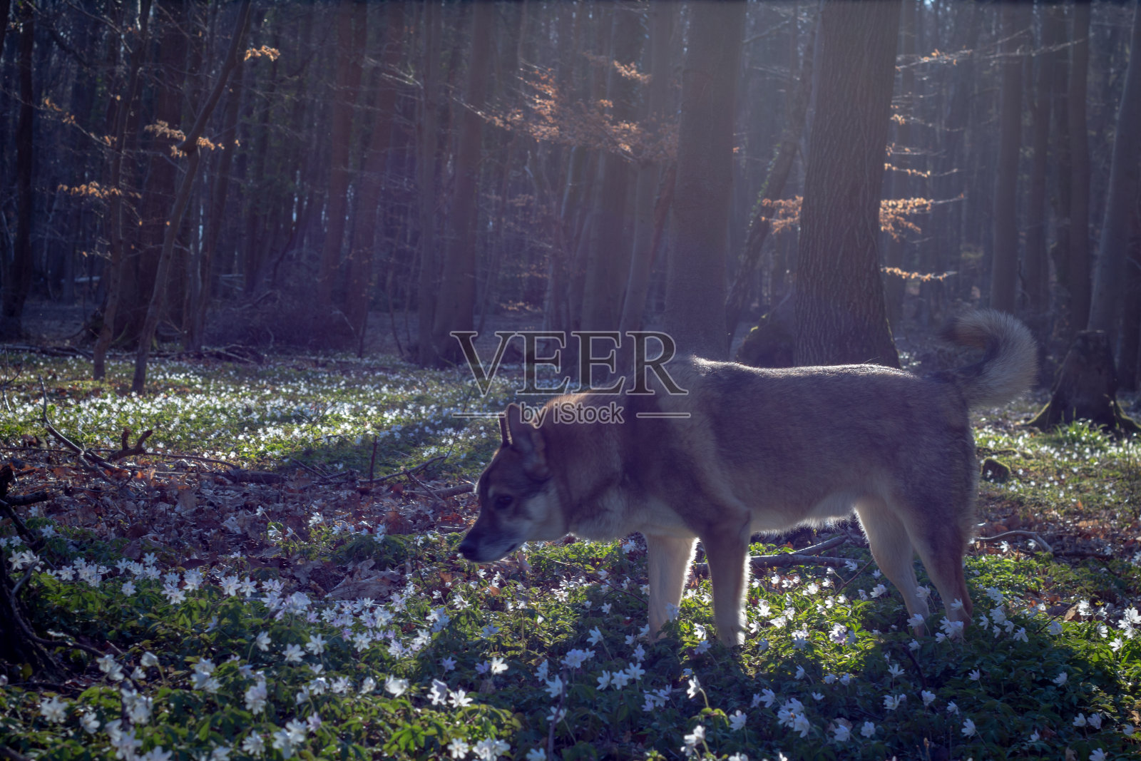 有银莲花的森林地面照片摄影图片
