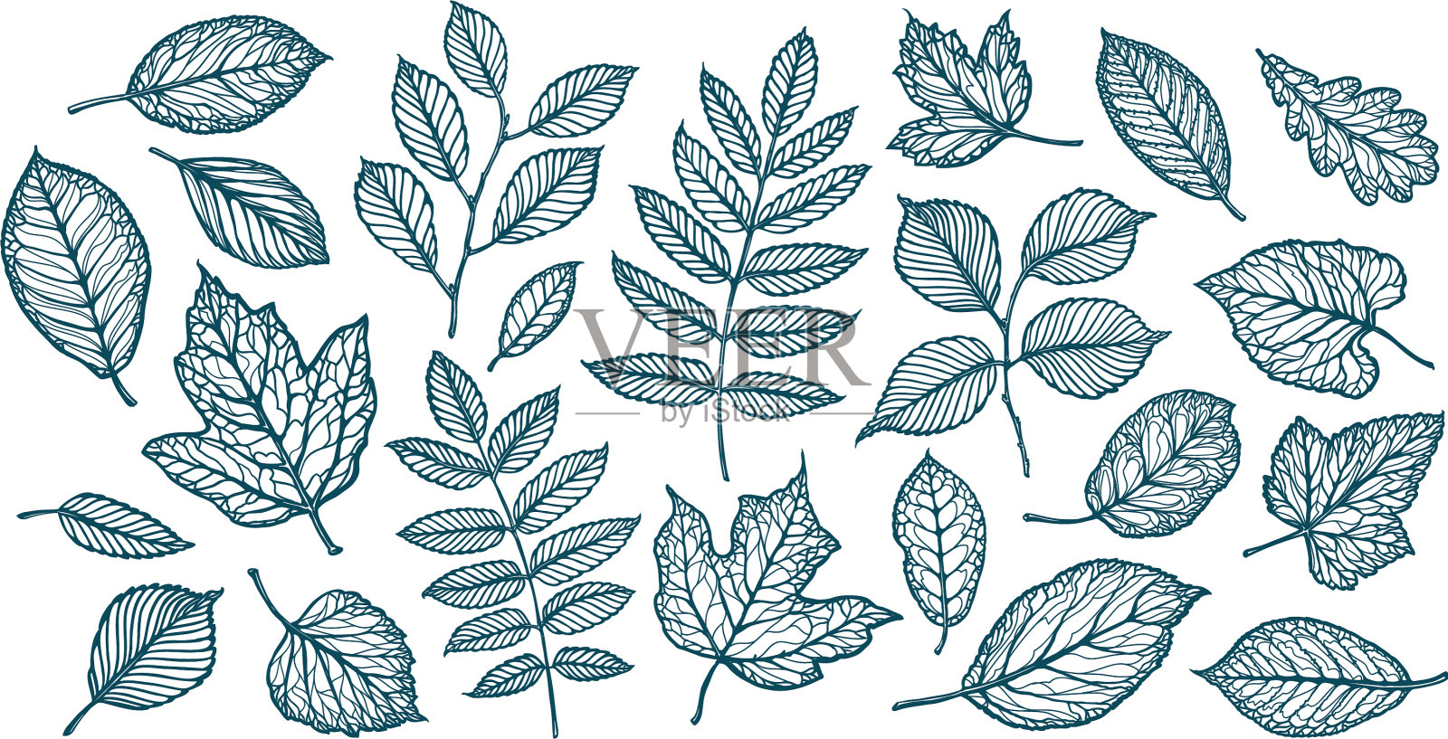 装饰树木树叶的自然森林概念设计元素图片