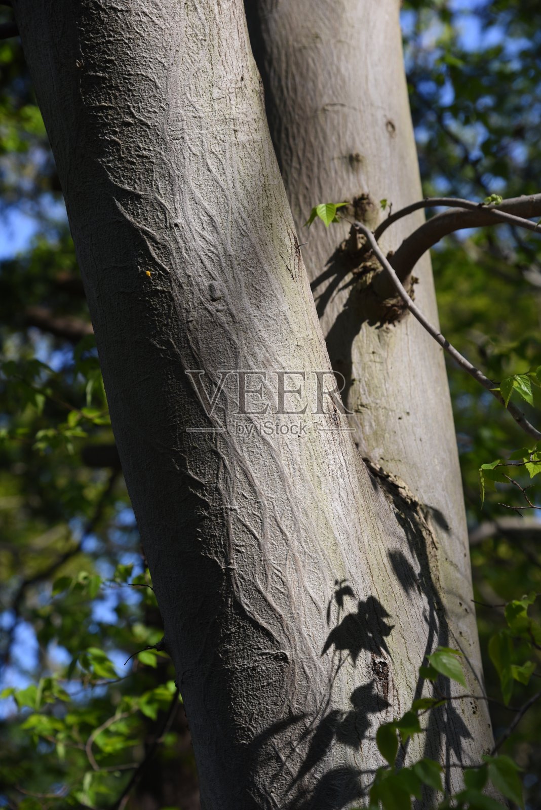 Aphananthe aspera (Aphananthe 东方榆树) 树干 (树皮) 和叶子照片摄影图片
